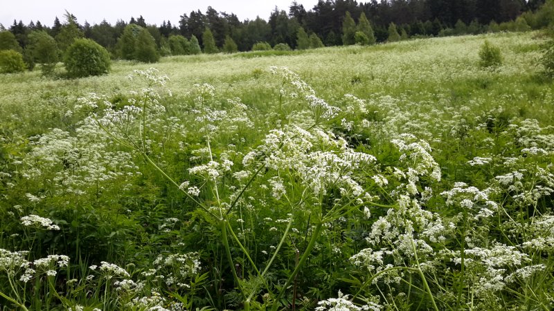 Купырь Лесной и вех