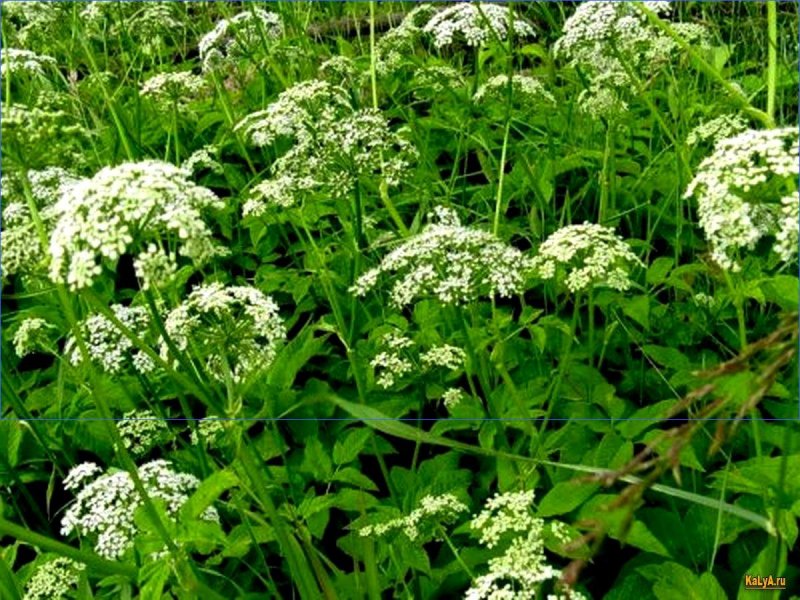 Сныть обыкновенная (Aegopodium podagraria)