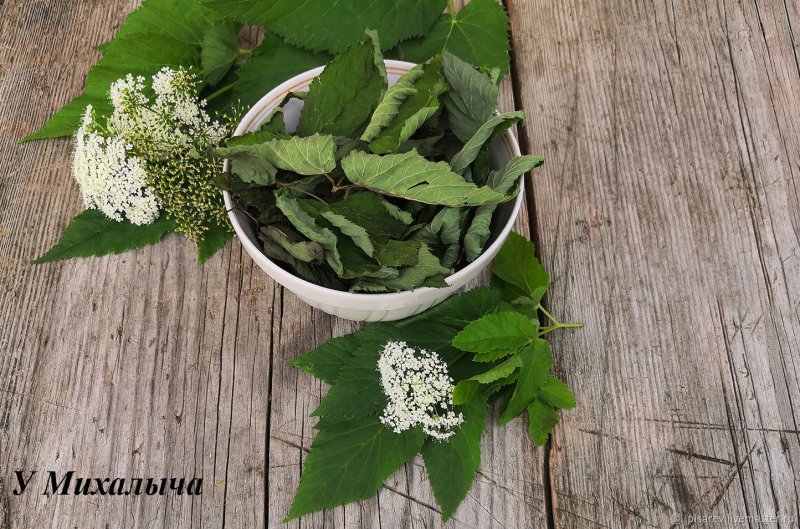Сныть фармакология