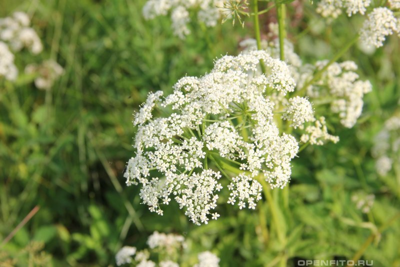 Sambucus nigra Хель