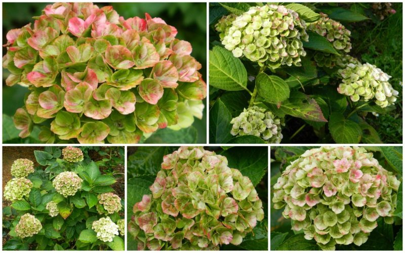 Hydrangea paniculata little quick Fire