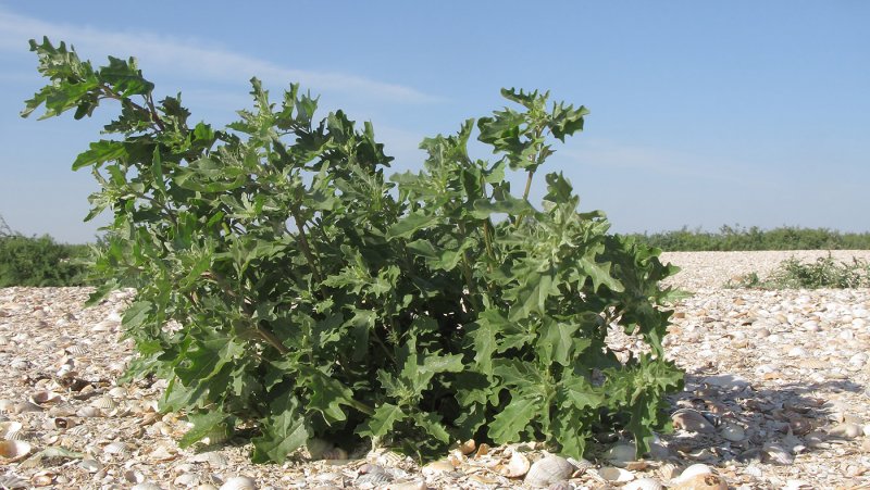 Марь белая (Chenopodium album)