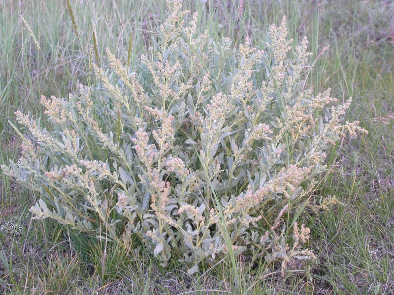 Марь (Chenopodium)