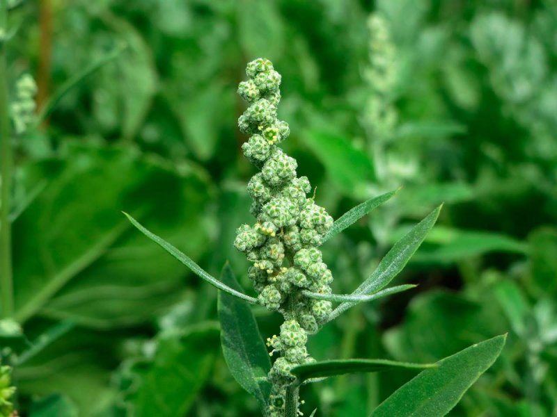 Cyrtacanthacris tatarica