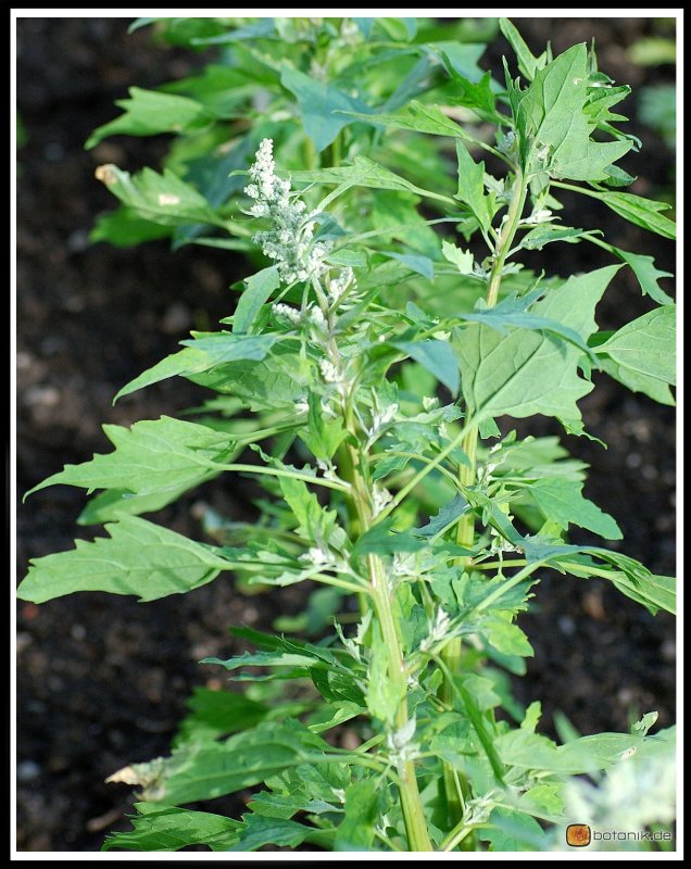 Марь белая (Chenopodium album l.)