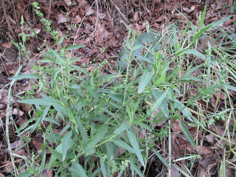 Atriplex vesicaria