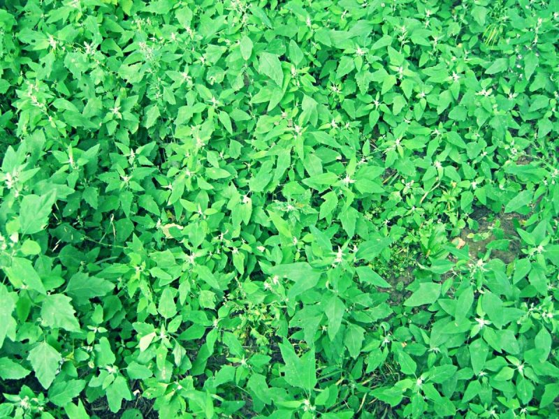 Atriplex patula l.
