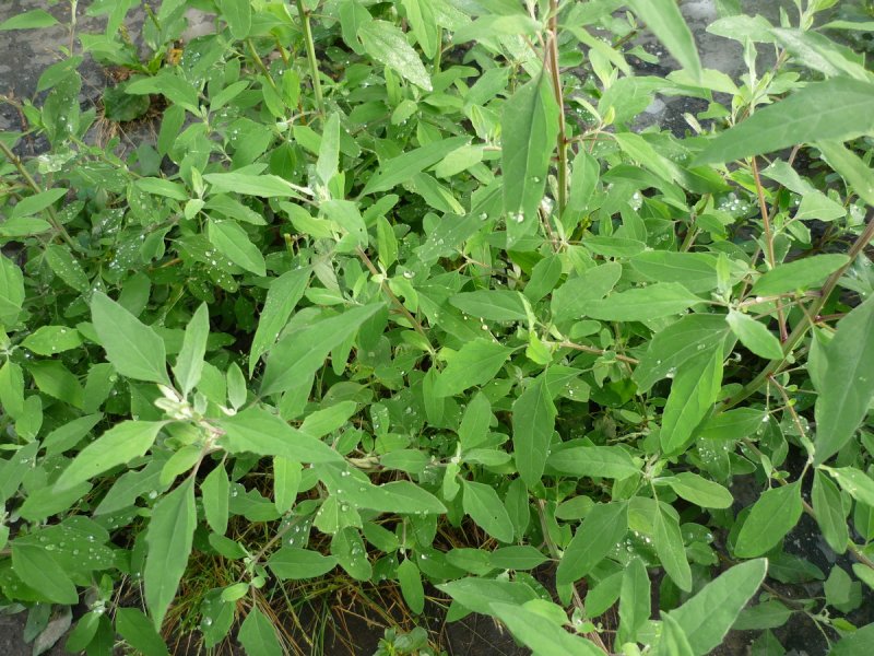 Марь белая (Chenopodium album l.)