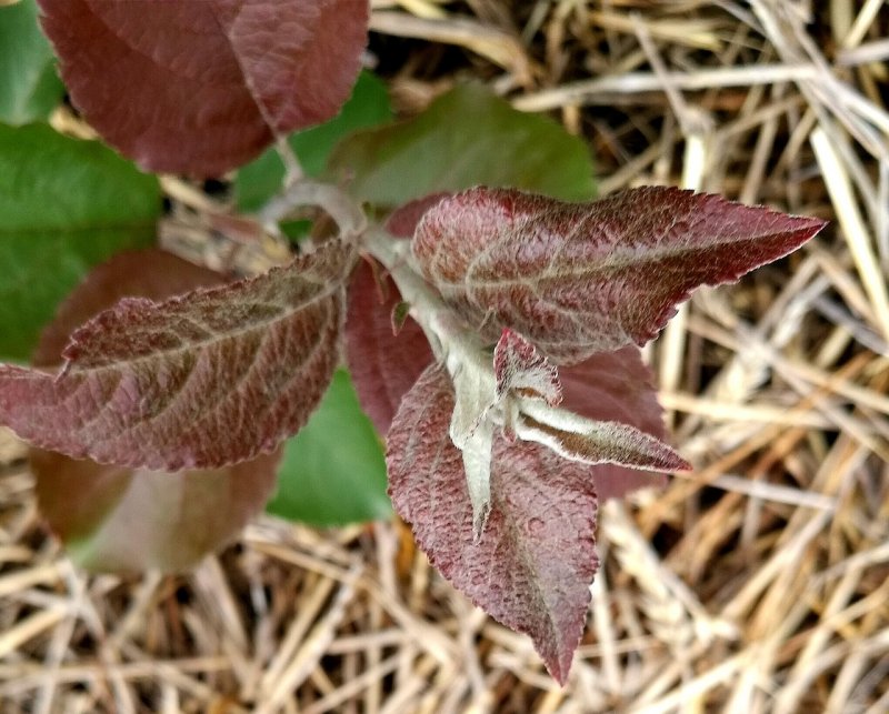 Atriplex tatarica
