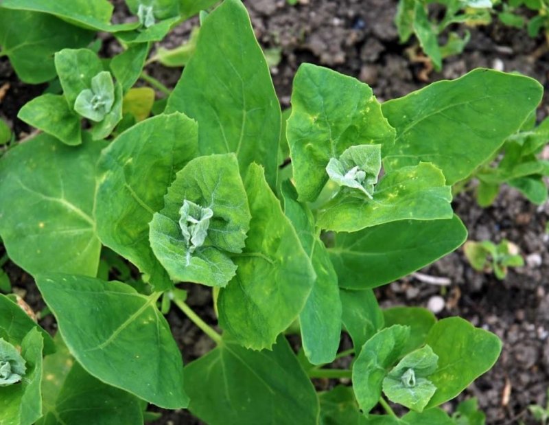 Atriplex canescens