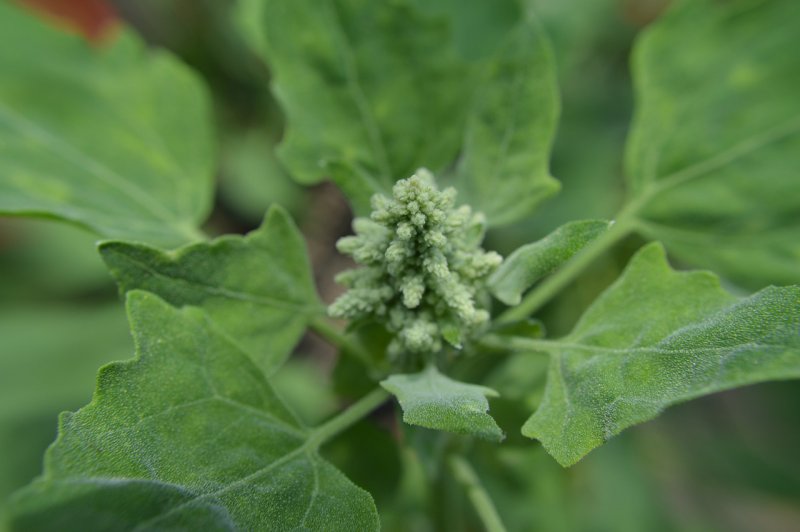 Atriplex tatarica