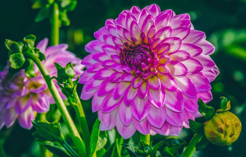 Dahlia цветок