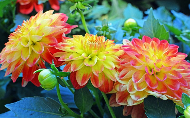 Георгина Dahlia