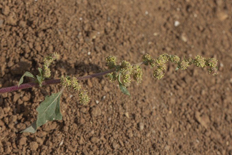 Лебеда раскидистая Atriplex patula