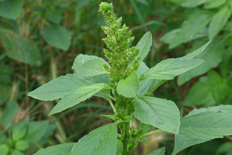 Лебеда раскидистая (Atriplex patula l.)