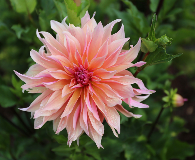 Георгин Dahlia Tirza