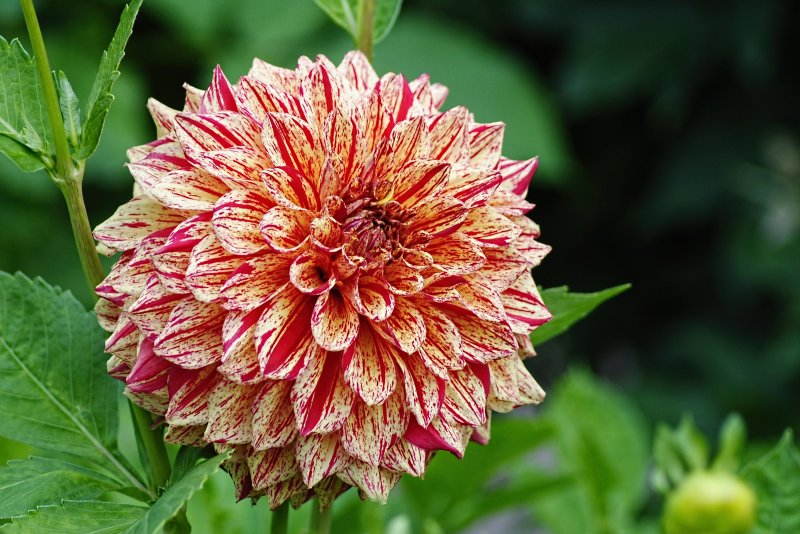 Георгина Garden Queen