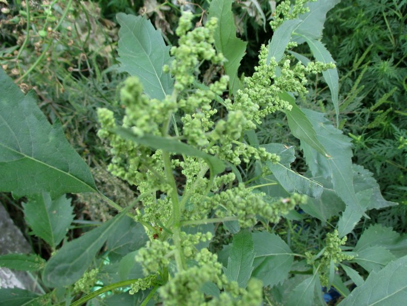 Лебеда Садовая (Atriplex Hortensis)