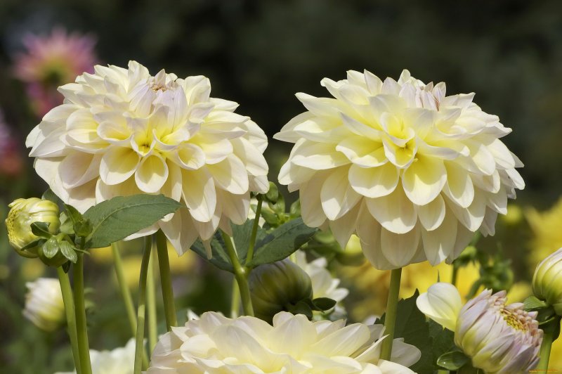 Георгины Dahlia