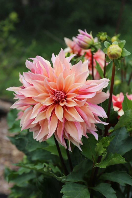 Георгины Dahlia