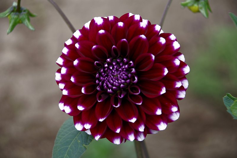 Dahlia (георгин)