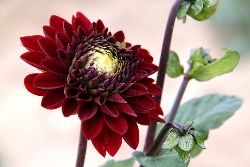 Dahlia цветок