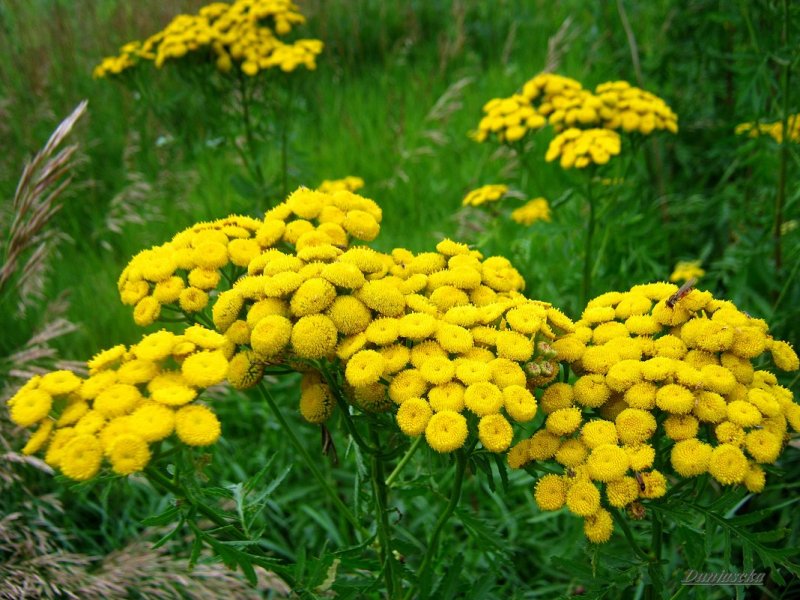 Tanacetum пижма