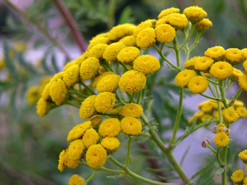 Пижма обыкновенная (Tanacetum vulgaris)