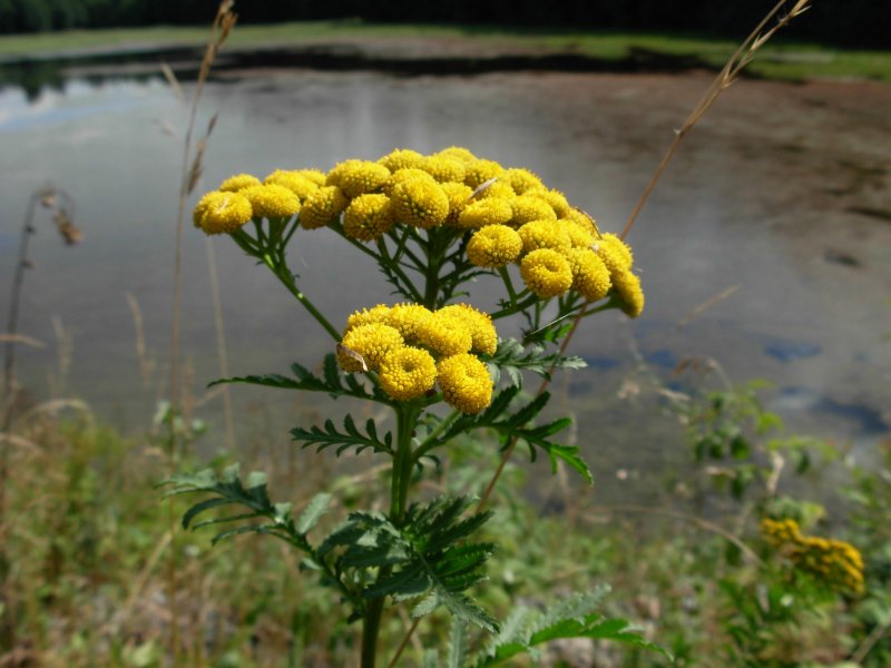 Пижма Хараджана (Tanacetum haradjanii).