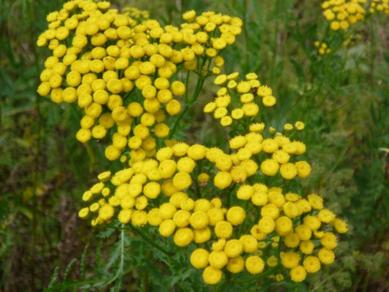 Пижма обыкновенная (Tanacetum vulgare)