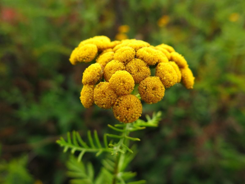 Пижма обыкновенная (Tanacetum vulgare)