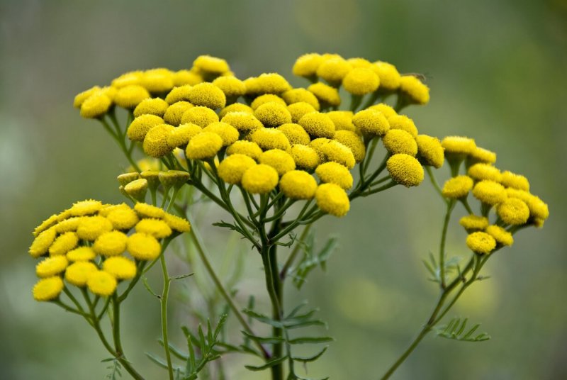 Пижма обыкновенная - Tanacetum vulgar