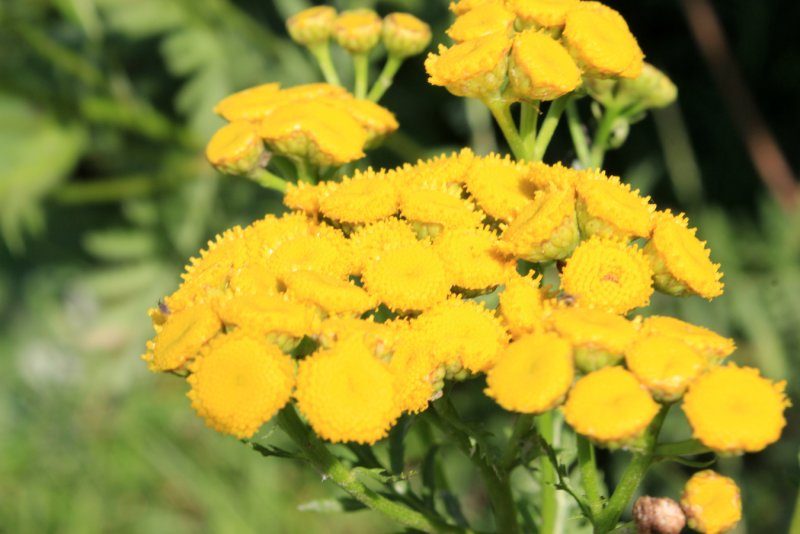 Пижма Хараджана (Tanacetum haradjanii).