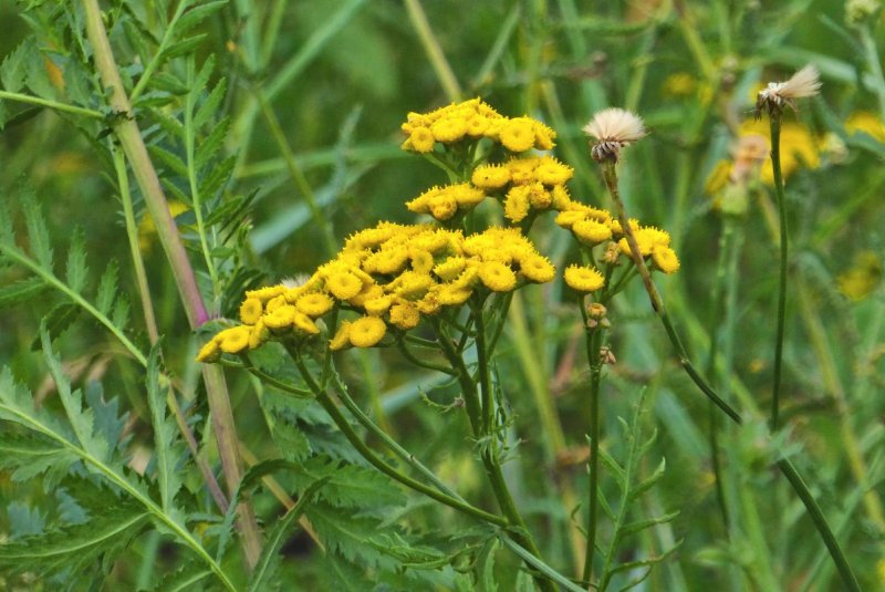 Пижма Хараджана (Tanacetum haradjanii).