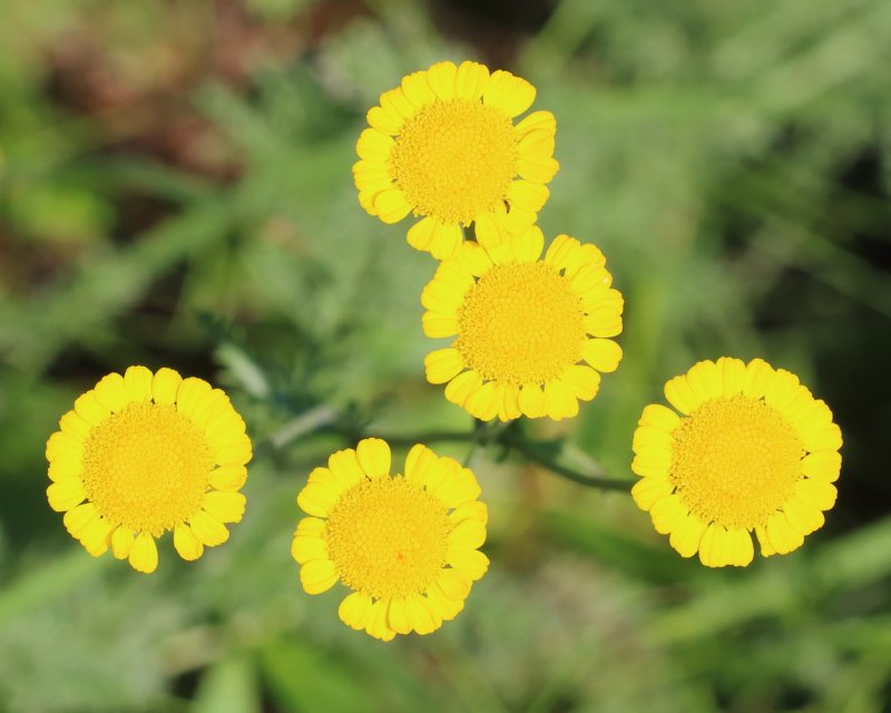 Пижма Хараджана (Tanacetum haradjanii).