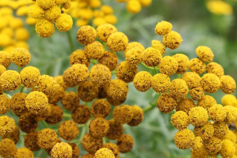 Tanacetum пижма