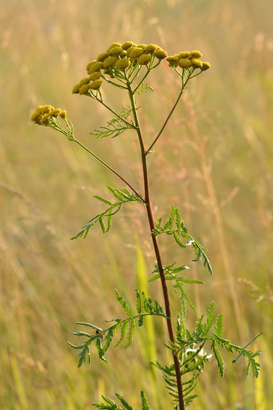 Tanacetum annuum