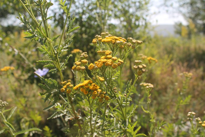 Пижма обыкновенная (Tanacetum vulgare)