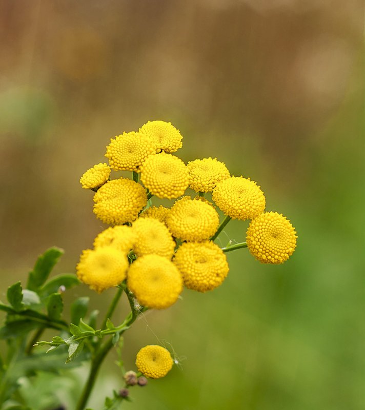Пижма обыкновенная – Tanacetum vulgare l.