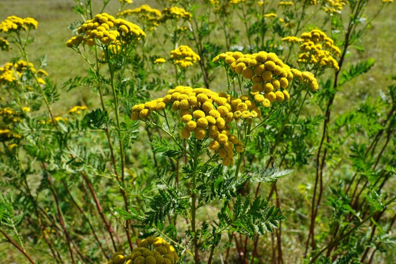 Пижма обыкновенная – Tanacetum vulgare l.