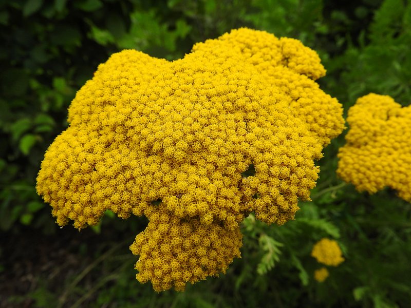 Пижма обыкновенная (Tanacetum vulgare)