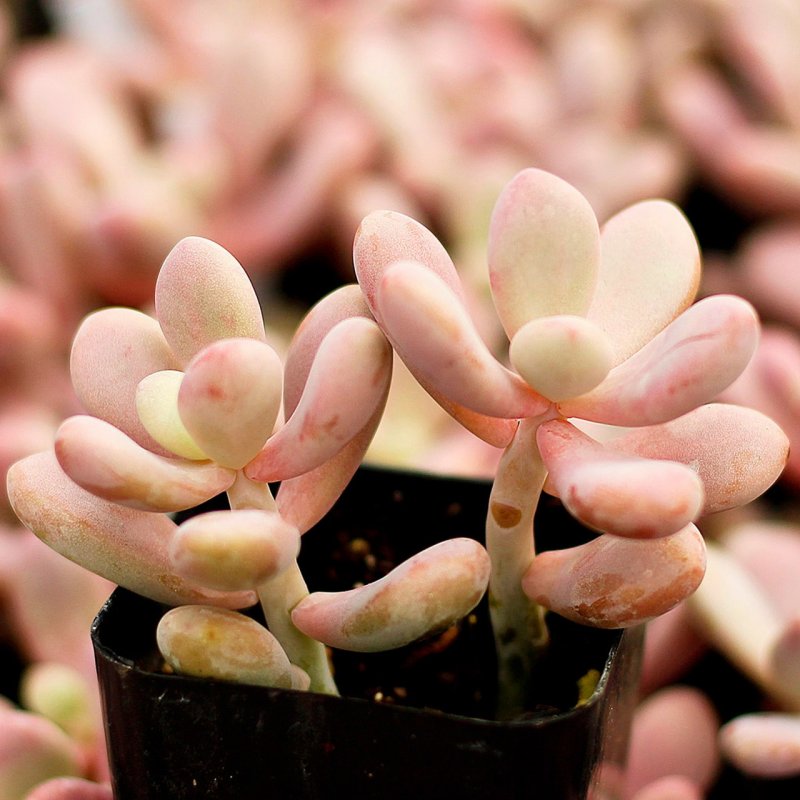 Пахифитум Pachyphytum oviferum