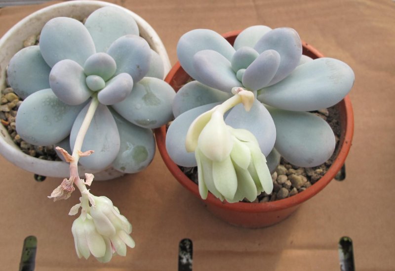 Pachyphytum oviferum