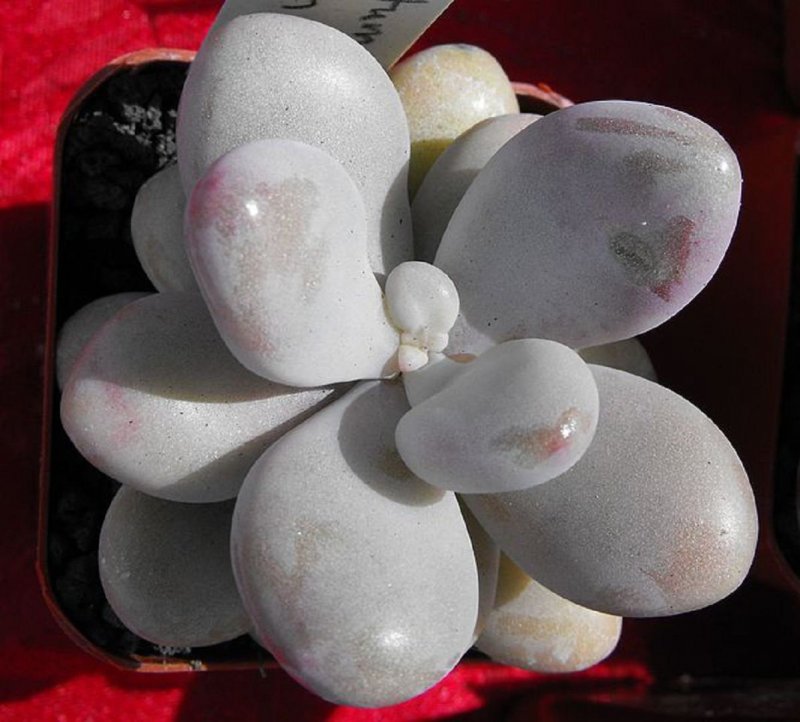 Пахифитум Pachyphytum oviferum