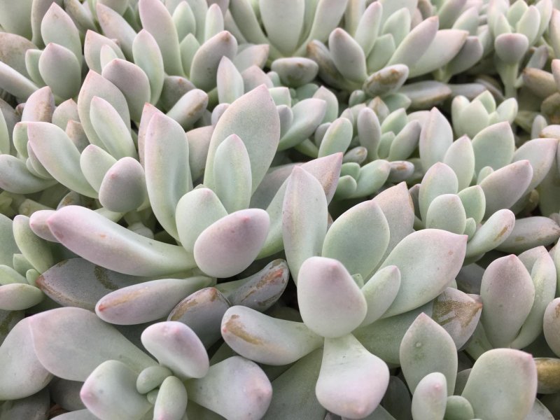 Pachyphytum 'Machucae'