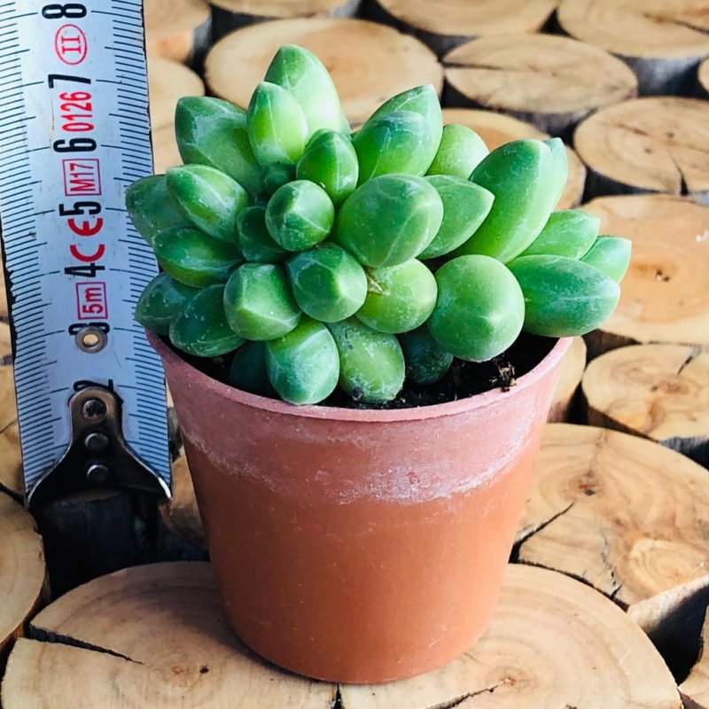 Pachyphytum glutinicaule (Пахифитум)