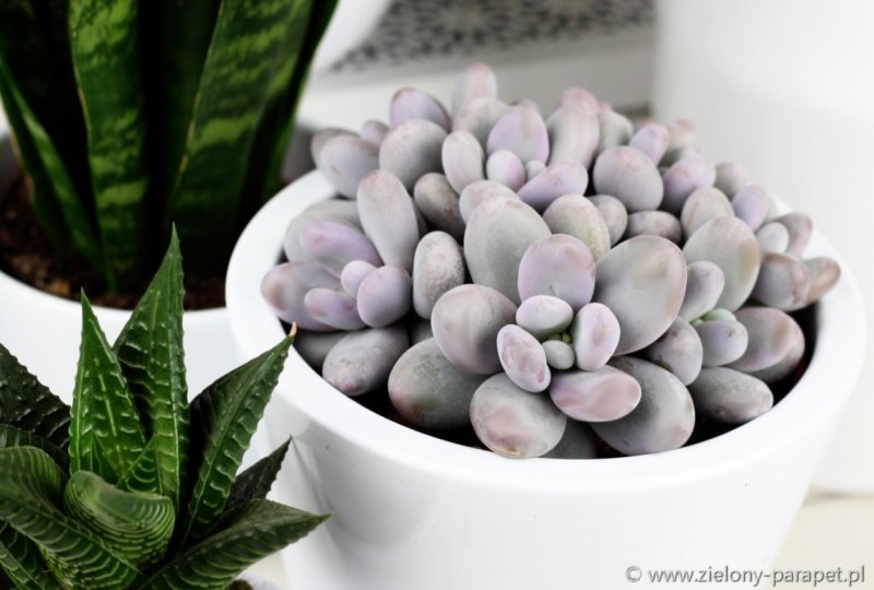 Pachyphytum oviferum