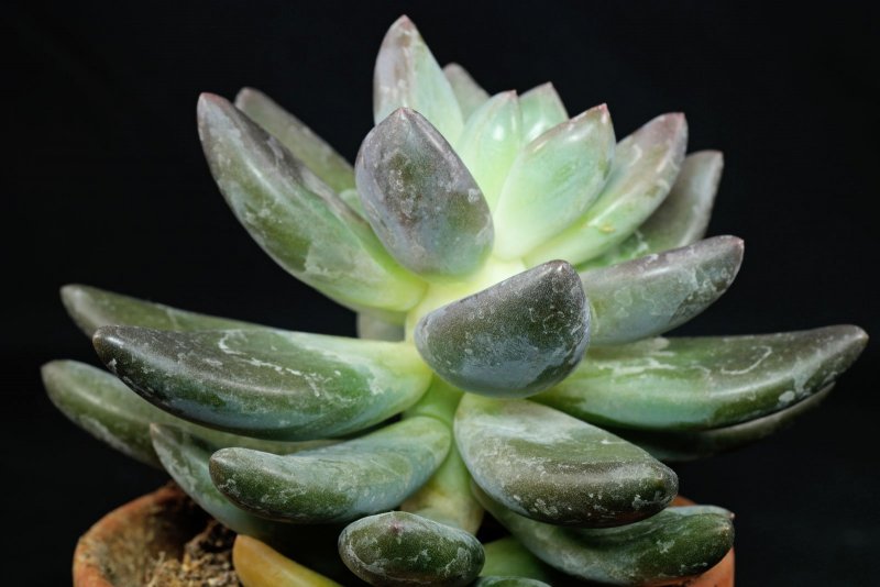 Pachyphytum brevifolium
