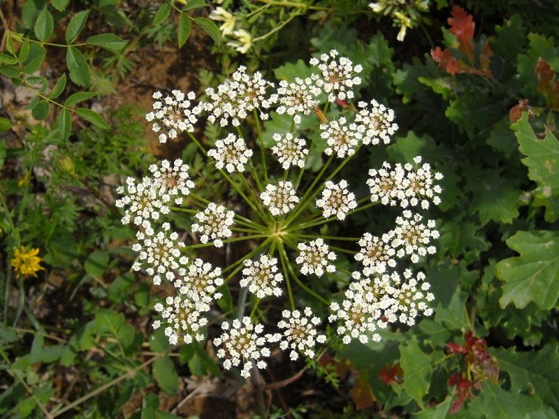 Растение Pimpinella anisum