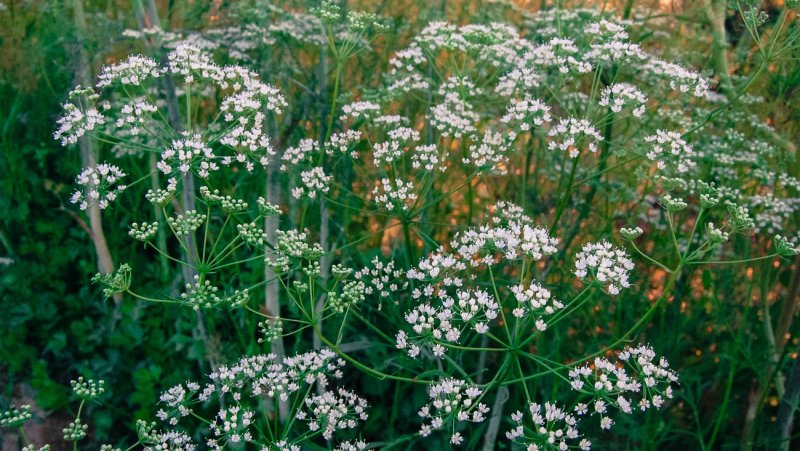 Анис (Pimpinella anisum)